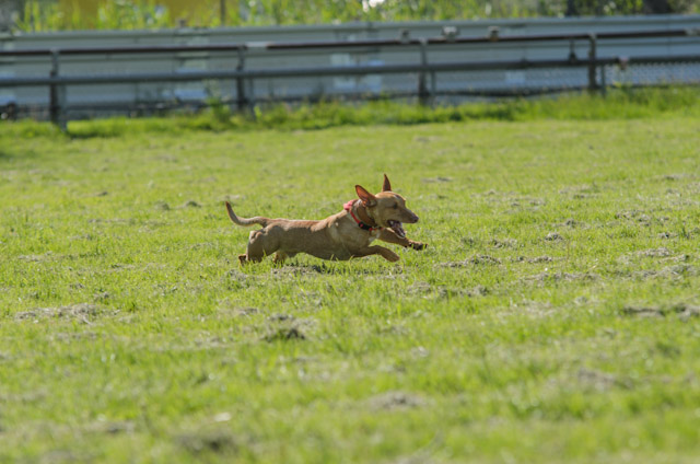 Jederhundrennen_Oberhausen_2012_05_17450.jpg