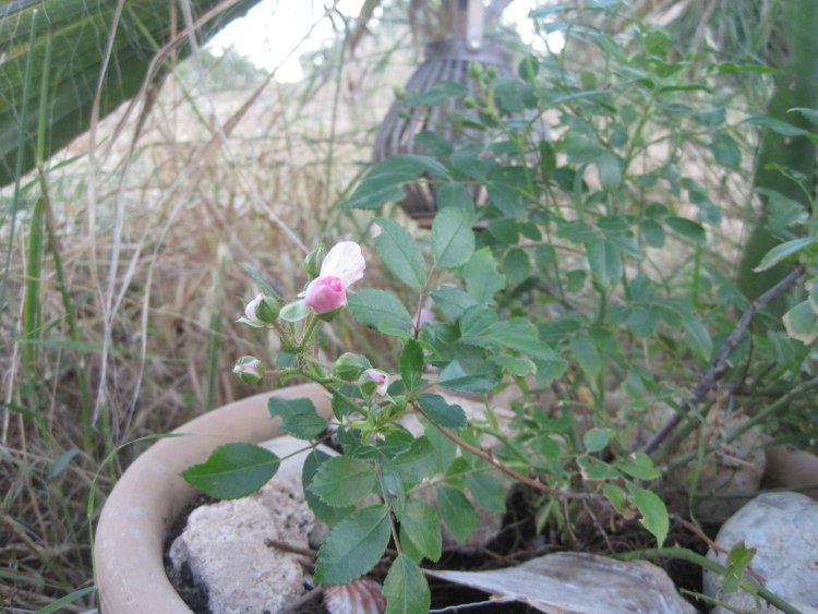 Mathildes erste Blüten 2012.jpg