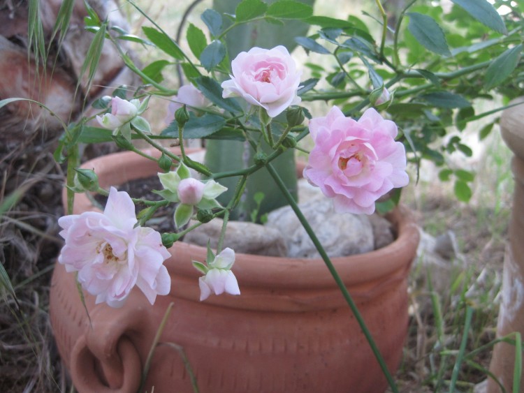 Mathildes erste Blüten Mai 2012.jpg