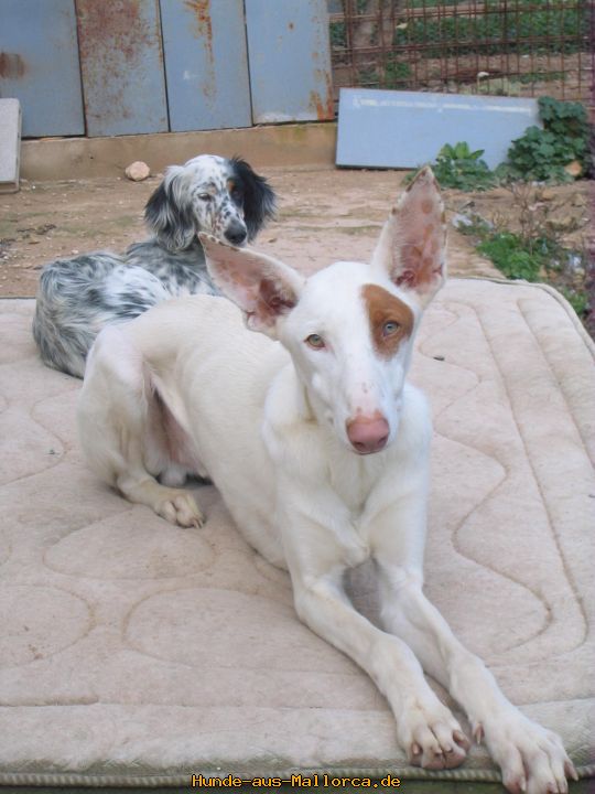 Earl und Chanel.jpg