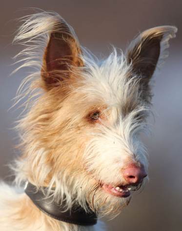Pelle Portrait Britta2 cut.jpg