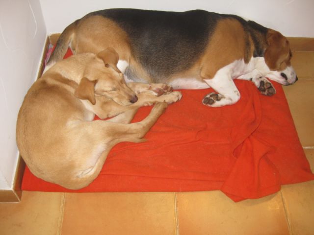 Lomi und Joschi schlafen IMG_2040.JPG