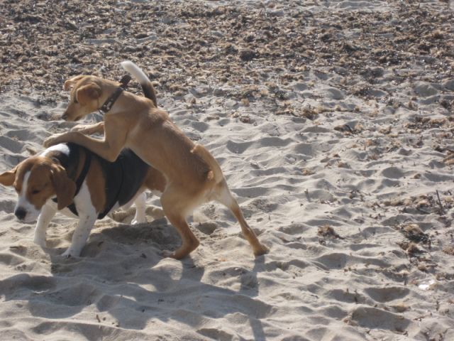 Lomi und Joschi  Strand IMG_2062.JPG