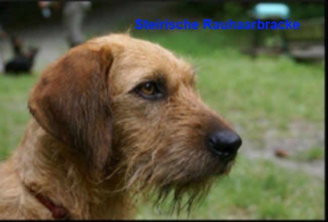 d Steirische Rauhhaarbracke.jpg