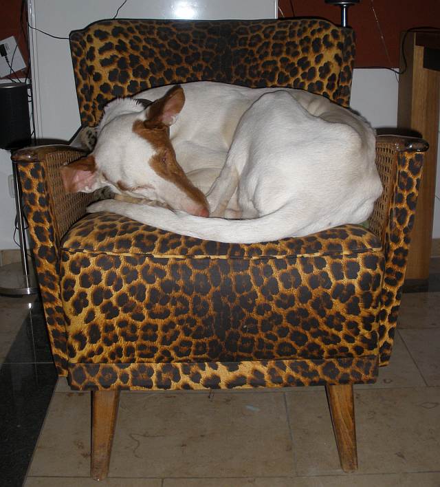 Dante im Leopardenlook.jpg