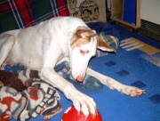Duke m Ball 1.jpg