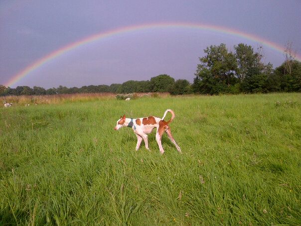 Zampano unterm Regenbogen.jpg