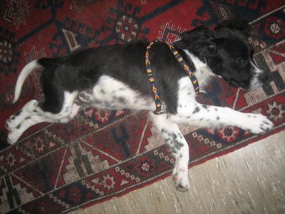 Bild 371.jpg