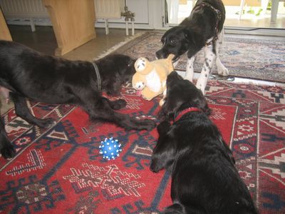 Bild 382.jpg