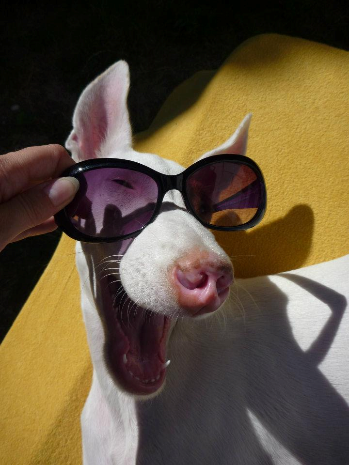 Nariz.png