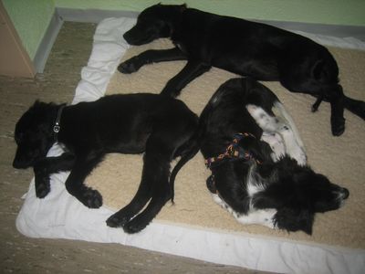 Bild 393.jpg