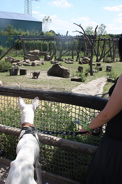 Teix_Zoo2.jpg