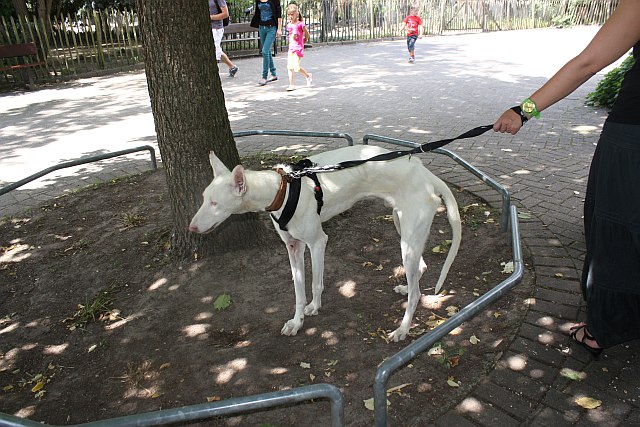 Teix_Zoo4.jpg