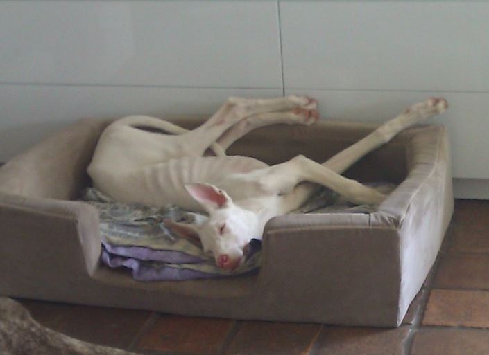 Tilda immer noch gelenkig.JPG