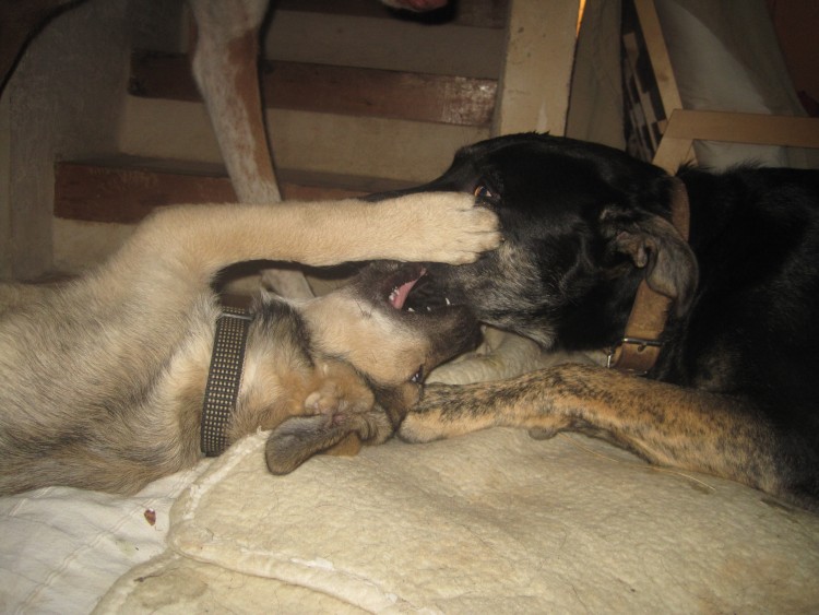 Pumkin + Lemmy 2.jpg