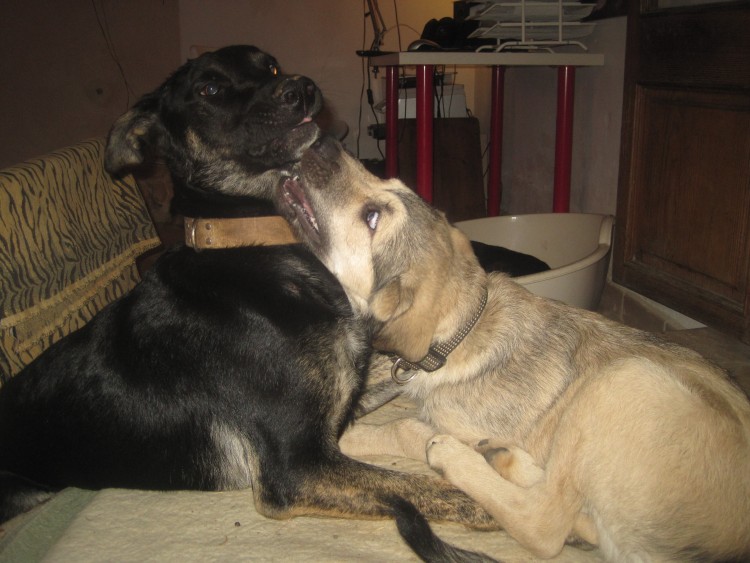 Pumpkin + Lemmy 5.jpg