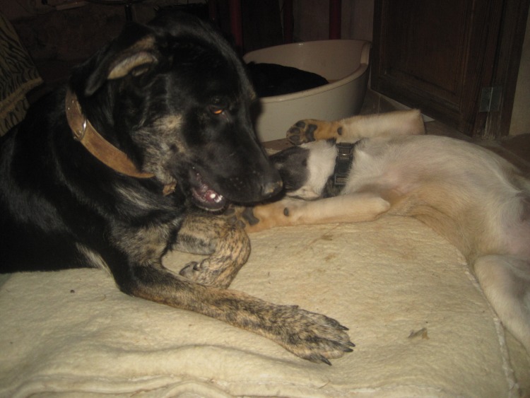 Pumpkin + Lemmy 7.jpg
