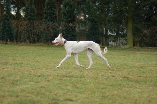 CENI Wiese4.jpg