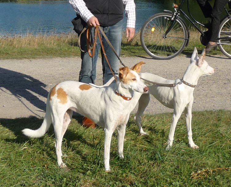 Spaziergang Decksteiner Weiher 3.JPG