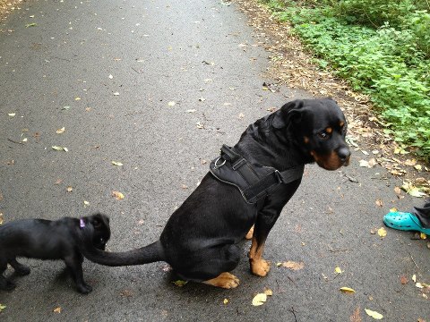 Berta mit Rottweiler.jpg