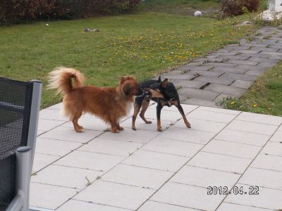 Lucky und Holly 215.JPG
