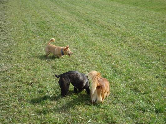Lucky22.10.2012 022.JPG