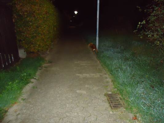 Eigene Bilder 006.JPG