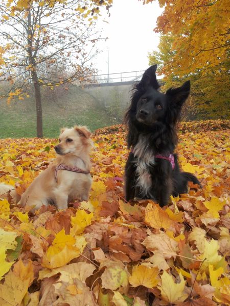 herbst3.jpg
