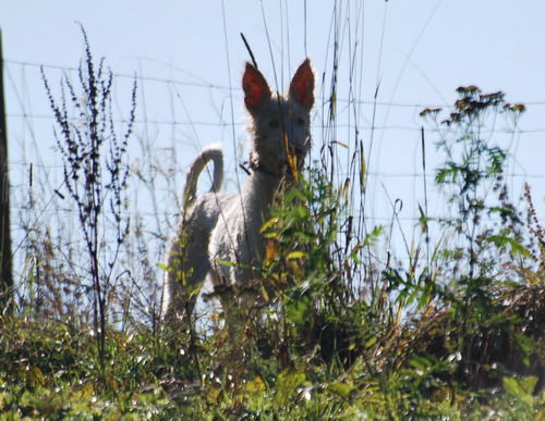 DSC_0470.jpg