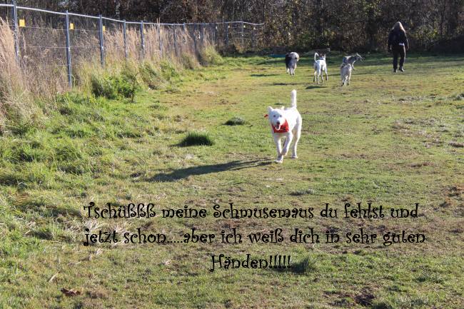 k9IMG_4225.jpg