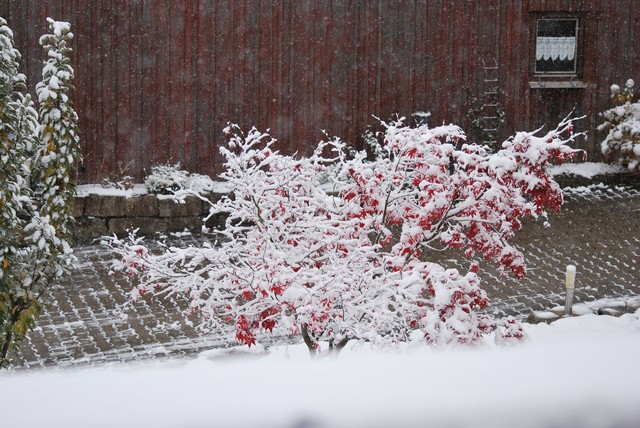 DSC_1294.JPG