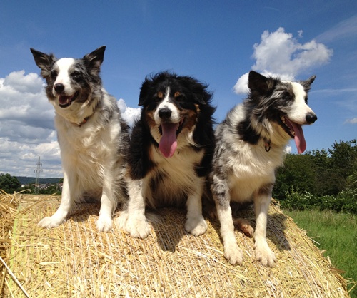 3 auf dem Strohballen 500.jpg