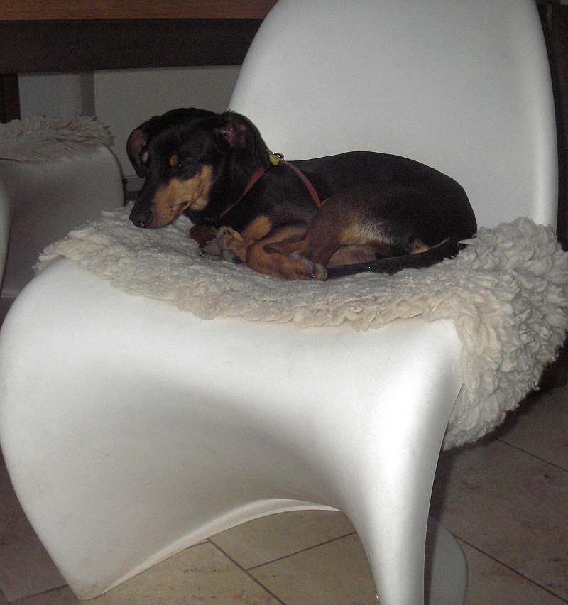 Hund mit Stil.jpg