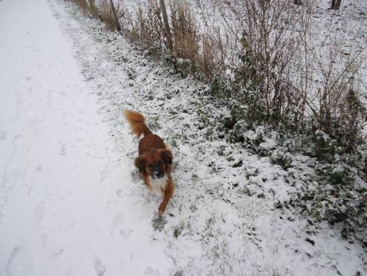 Lucky im Schnee 006.JPG