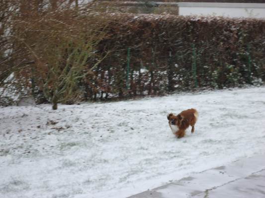 Lucky im Schnee 003.JPG