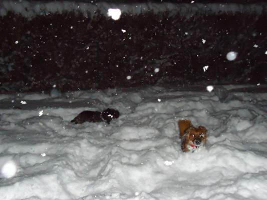 Lucky im Schnee 018.JPG