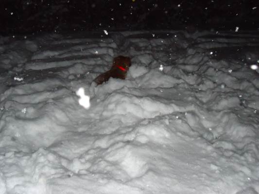 Lucky im Schnee 015.JPG
