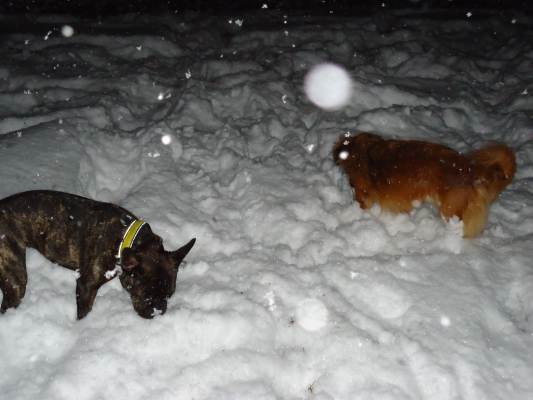 Lucky im Schnee 019.JPG
