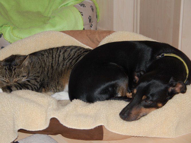 noah mit shiva.jpg