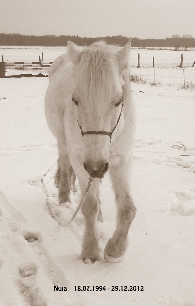 nuja_schnee2.jpg