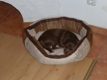 P1000966 Leni in Chicos Körbchen.jpg