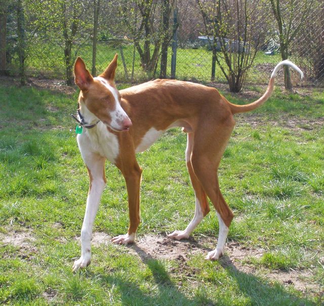 Faramir im GArten.jpg