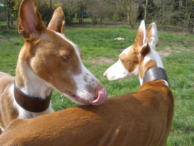 Faramir - der ist lecker.jpg