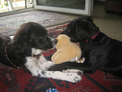 Bild 385.jpg