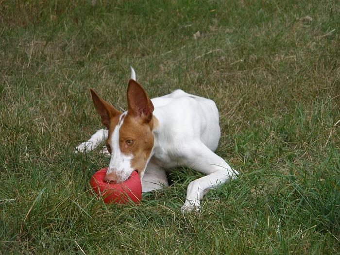Isis und Ball.jpg