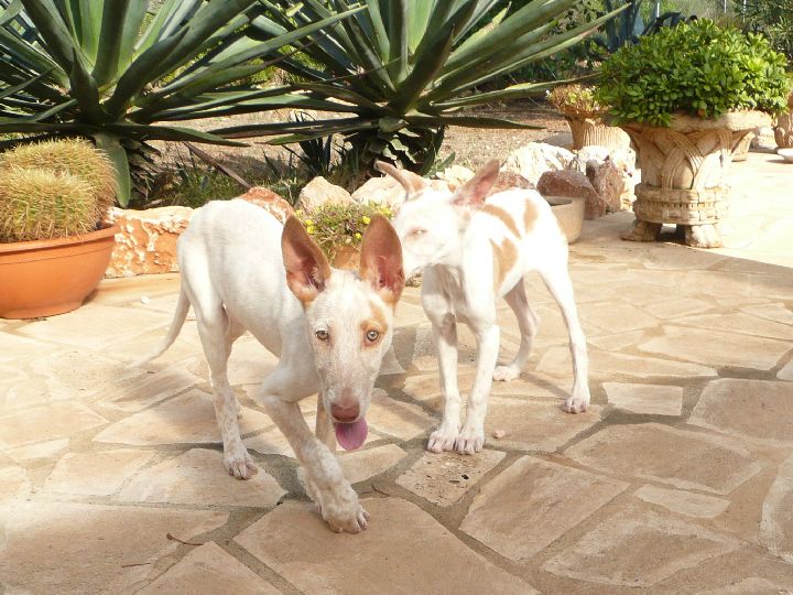 Romeo und Julia014.jpg