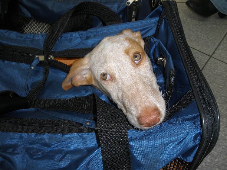 Romeo in der Tasche1.jpg