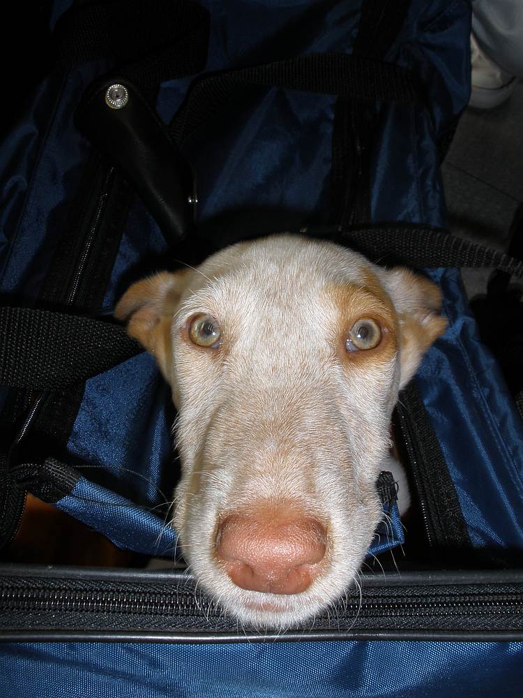Romeo in der Tasche2.jpg
