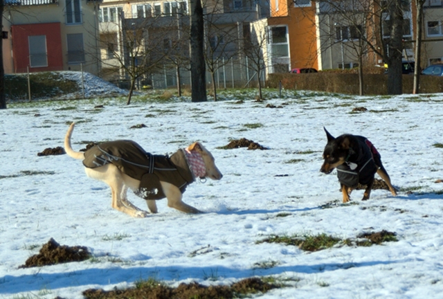 DSC_7647.jpg