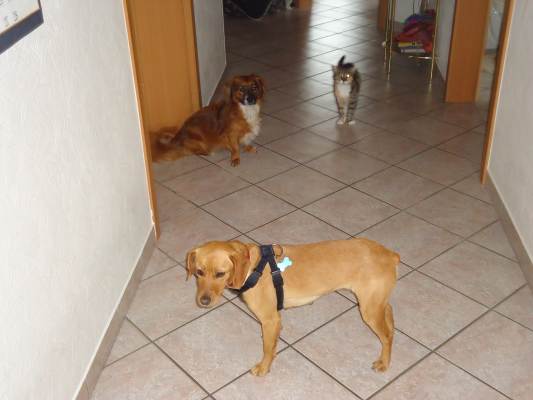 Canela 023.JPG